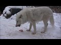 Impending Storm Stimulates Wolves