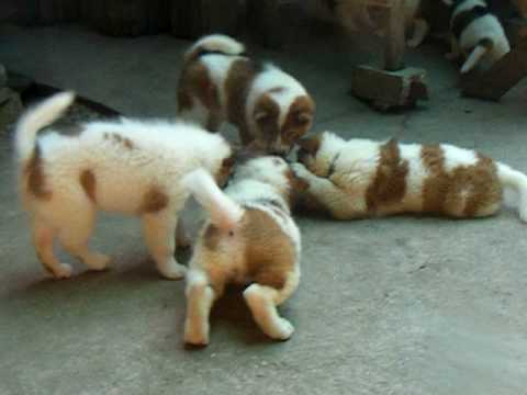 thai dog
