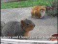 Tweakers & Clover Tweakers & Clover
