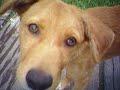 3 Stray Dogs Invade Home