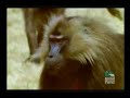gelada-baboons.html
