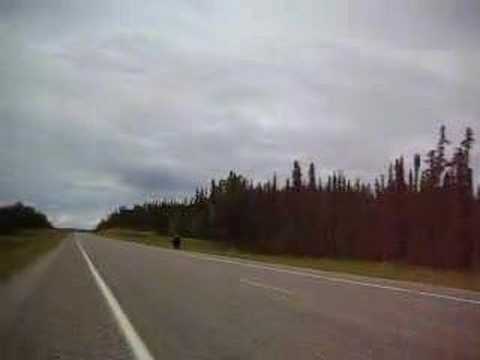 Wild Buffalo on Alaska Highway