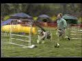 Roanoke, VA agility trial