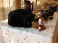 Funny toy