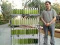 An Algae Bioreactor from Recycled Water Bottles