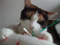 猫、楽しく歯磨き - Cat Happily Dental care?