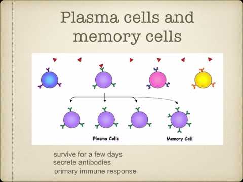 how to control lymphocytes count