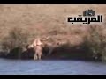 أروع مشهد ستشاهده في حياتك عن الحيوانات البرية - سبحان ربي