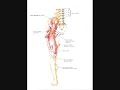 SAPHENOUS NERVE BLOCK