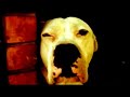 Damien Rice Cannonball Video