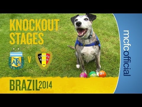 DOUGIE THE DOG PREDICTS | Argentina v Belgium Quarter Finals | World Cup Predictions DOUGIE THE DOG PREDICTS | Argentina v Belgium Quarter Finals | World Cup Predictions