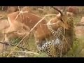 Battle To The Near Death Between A Leopard And Impala - Latest Sightings