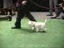 Final da competi��o de westies - Westminster 2007