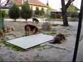 Airedale Terrier video