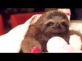 Baby Sloth Gives Trainer a Flower http://t.co/SlCRUjHyjV #awww