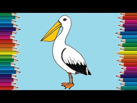 video-linktoworks-How to draw a pelican step by step | Bird drawing easy