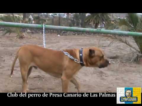 presa canario