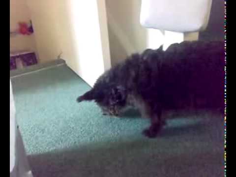 fun, funny, telugu, videos