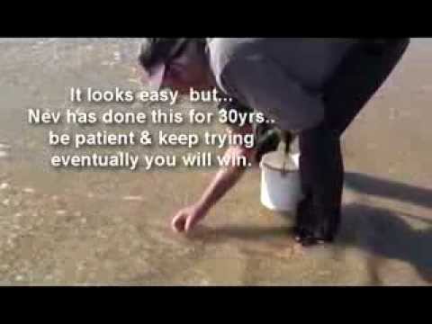 how to collect beach worms