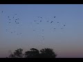 Doug Willey rides out with PJ Bestelink, Okavango Delta Bots