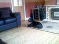 Singing Staffy Buster