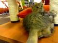 吉祥寺の猫カフェ きゃりこ3 ポコ編