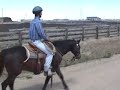 Bronson (Horse For Sale) Bronson (Horse For Sale)