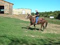 Dual Pep reining stallion