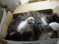 Maru The Cat