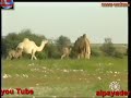ربابة  2               الشاعر ناصر السلامه