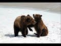 Wrestling Grizzly Bears, Grand Teton Park
