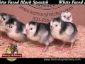 Video: White Faced Black Spanish