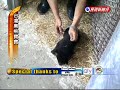 V???????-????(Formosan black bear) V???????-????(Formosan black bear)