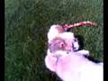KINI&KOBY THE SHIH TZU SIBILINGS PLAYING OUTSIDE