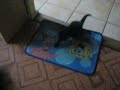 Kittens 4