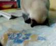 My cat sujud