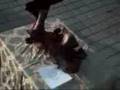 videos de piece 8