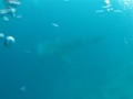 Whale Shark S Big Mouth