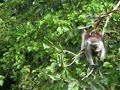 Jozani Forest & Red Colobus Jozani Forest & Red Colobus