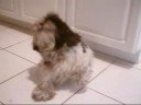 Mr. Truffles Rocks His Body Mr. Truffles Rocks His Body