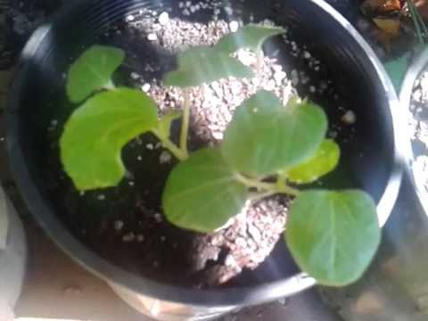 how to replant okra