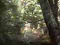 Walking Through Myrtle Old Growth East of Mt Barrow