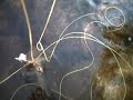 Rainbow Trout caught on BWO dryfly during crazy spinner fall