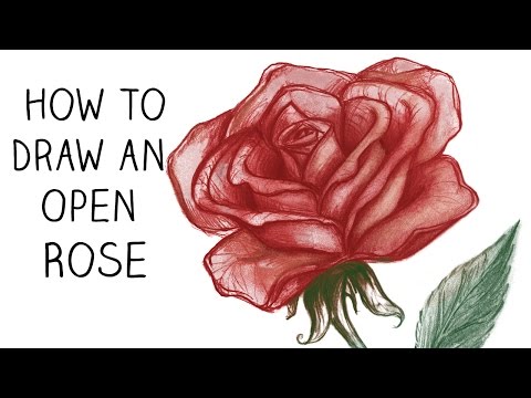 how to draw rose step by step