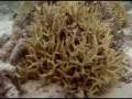 videos de Mer Islanders Owning the stars, wind and sea