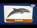 Flashcards for children - Sea Animals
