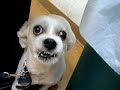 dog-bath.html