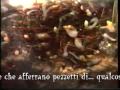 ACQUARIO 2 - Paradiso palustre e non fiscale_xvid.avi