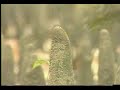 Sundarban- The Beautiful Forest of Bangladesh