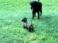 videos de Dogbook Movie: Ruby and Oscar's playdate